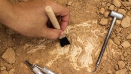 Палеонтолози откриха във Франция ново находище на вкаменелости от световно значение