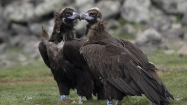 За пръв път от 31 години: Черни лешояди гнездят в Източните Родопи