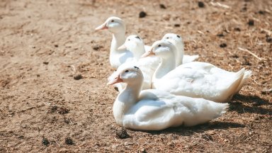 Заради птичи грип в с. Върбица ще умъртвят 37 000 пекински патици