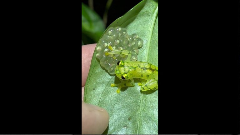 Учени откриха нов вид "стъклена" жаба