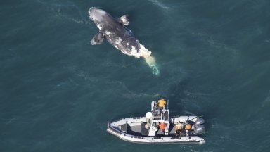 Критично застрашен северноатлантически гладък кит беше открит мъртъв