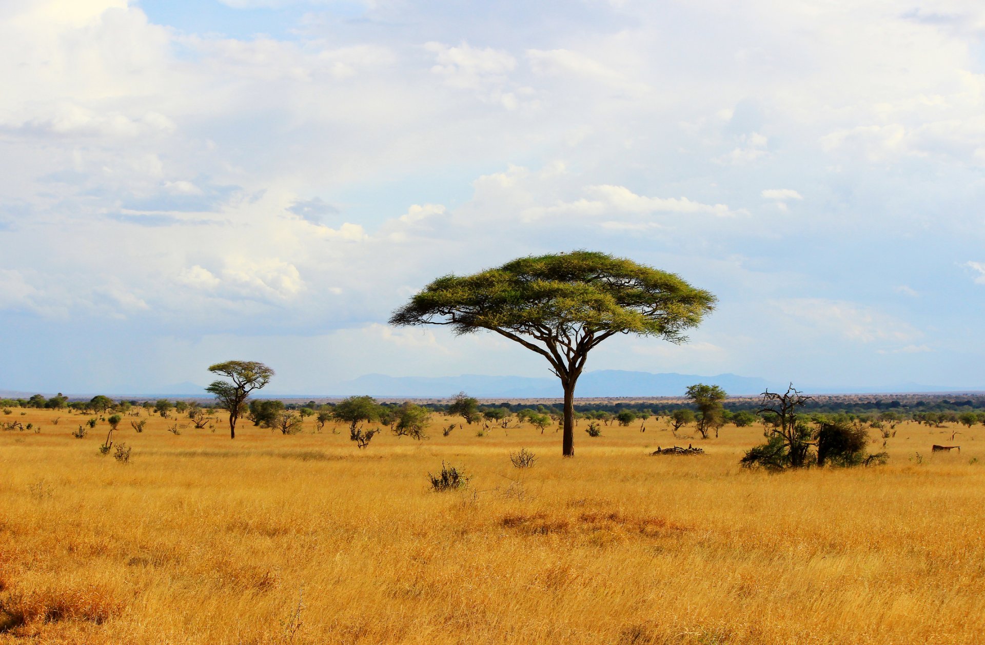 Изненада:  Залесяването на Африка застрашавало пасищата