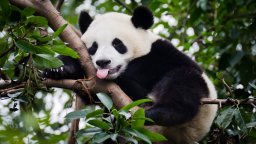 Китай планира да изпрати нова двойка панди на зоопарка в САЩ