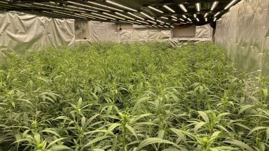 В административна сграда е имало помещение за отглеждане на канабис