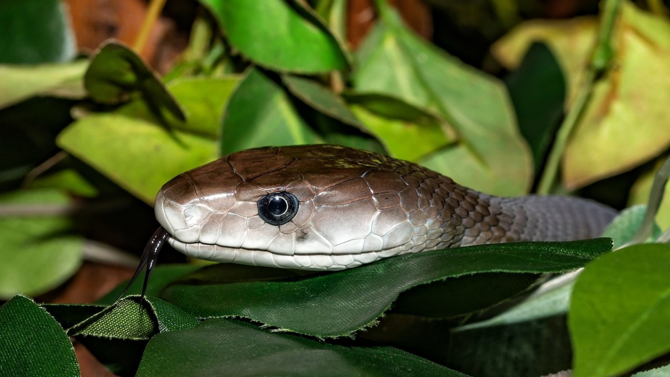 Учени откриха антитяло, което предпазва от смъртоносната отрова на много видове змии