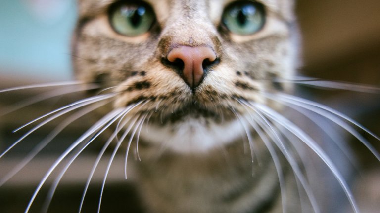 Защо котките имат плешиви петна пред ушите?