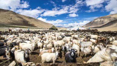 В Китай клонираха успешно тибетски кози