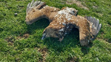Загиналият царски орел е мъжката птица от гнездящата в района