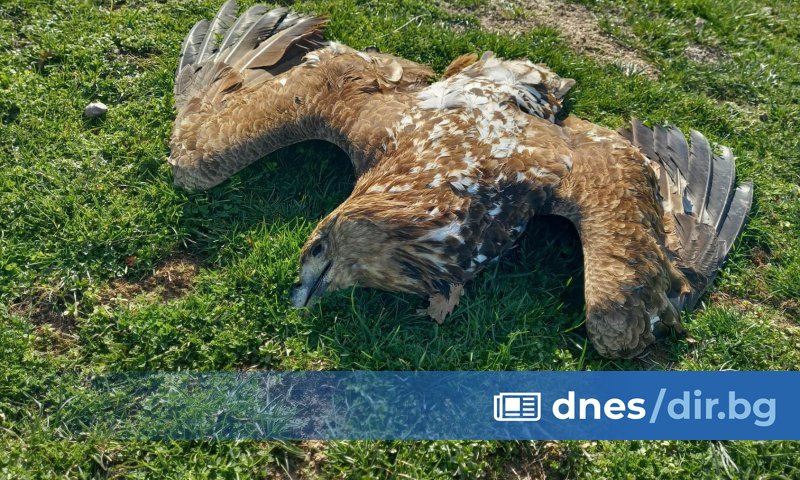 Загиналият царски орел е мъжката птица от гнездящата в района