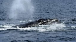 Китове се връщат към бреговете на Аржентина след 100 години
