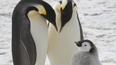 Популацията на императорските пингвини намалява
