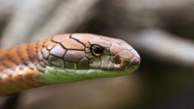 Учени: Месото от змии е новата суперхрана