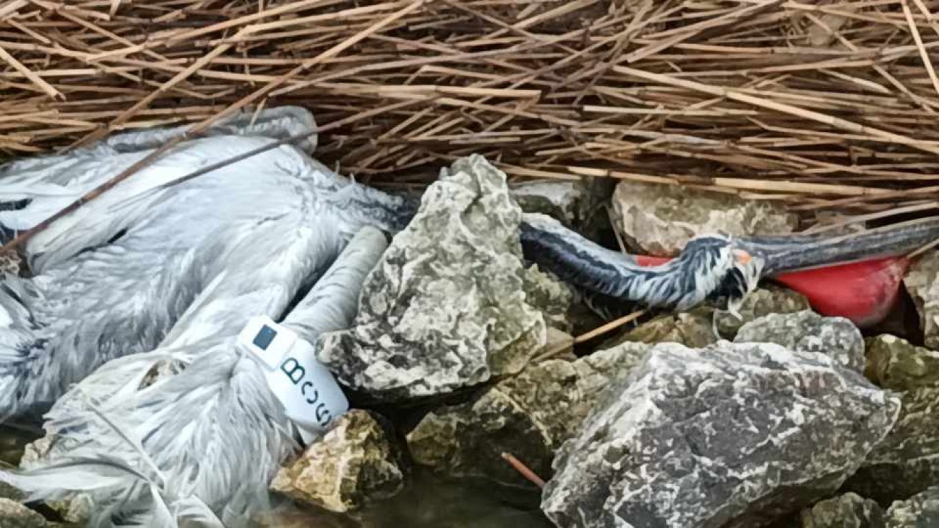 Къдроглави пеликани станаха жертва на бракониерски мрежи (снимки)