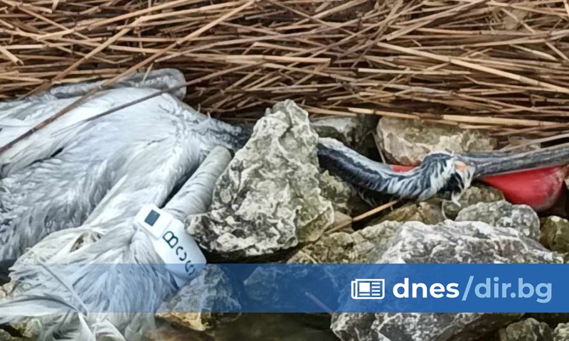 В края на януари в района на язовир Мандра край