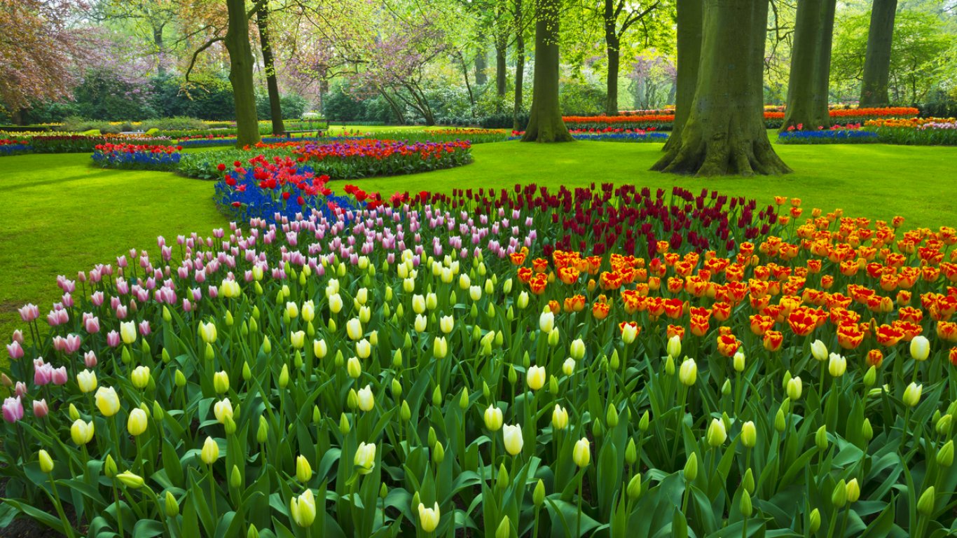 Паркът "Кьокенхоф" в Нидерландия отвори врати за 75-то издание на цветното изложение(видео)