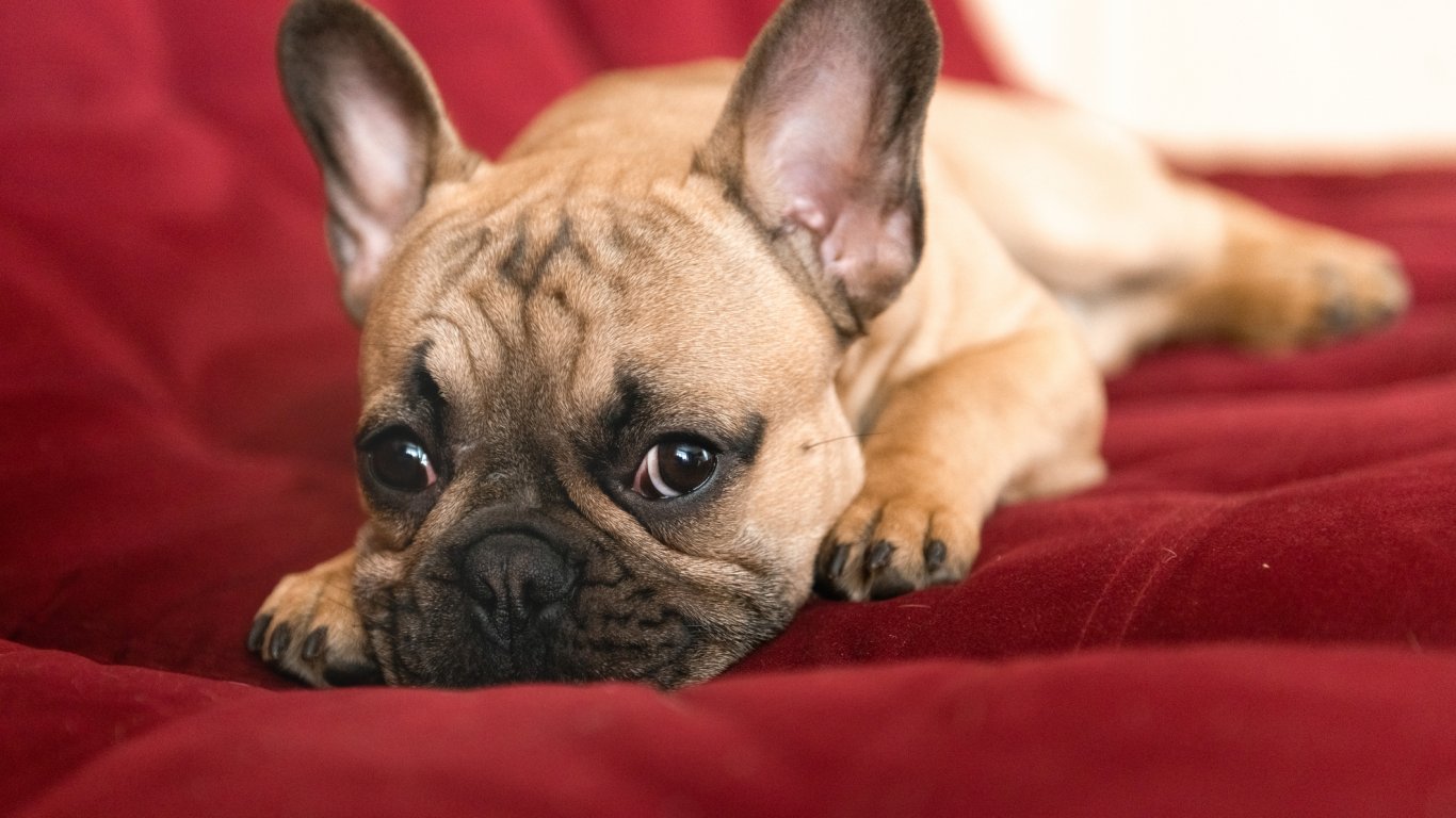 Френският булдог е най-популярната порода куче в САЩ