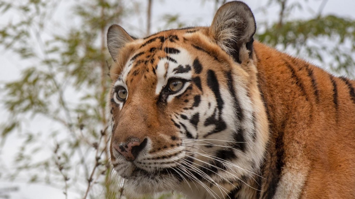 Издъхна любимка на Столичния зоопарк, сибирската тигрица Шели