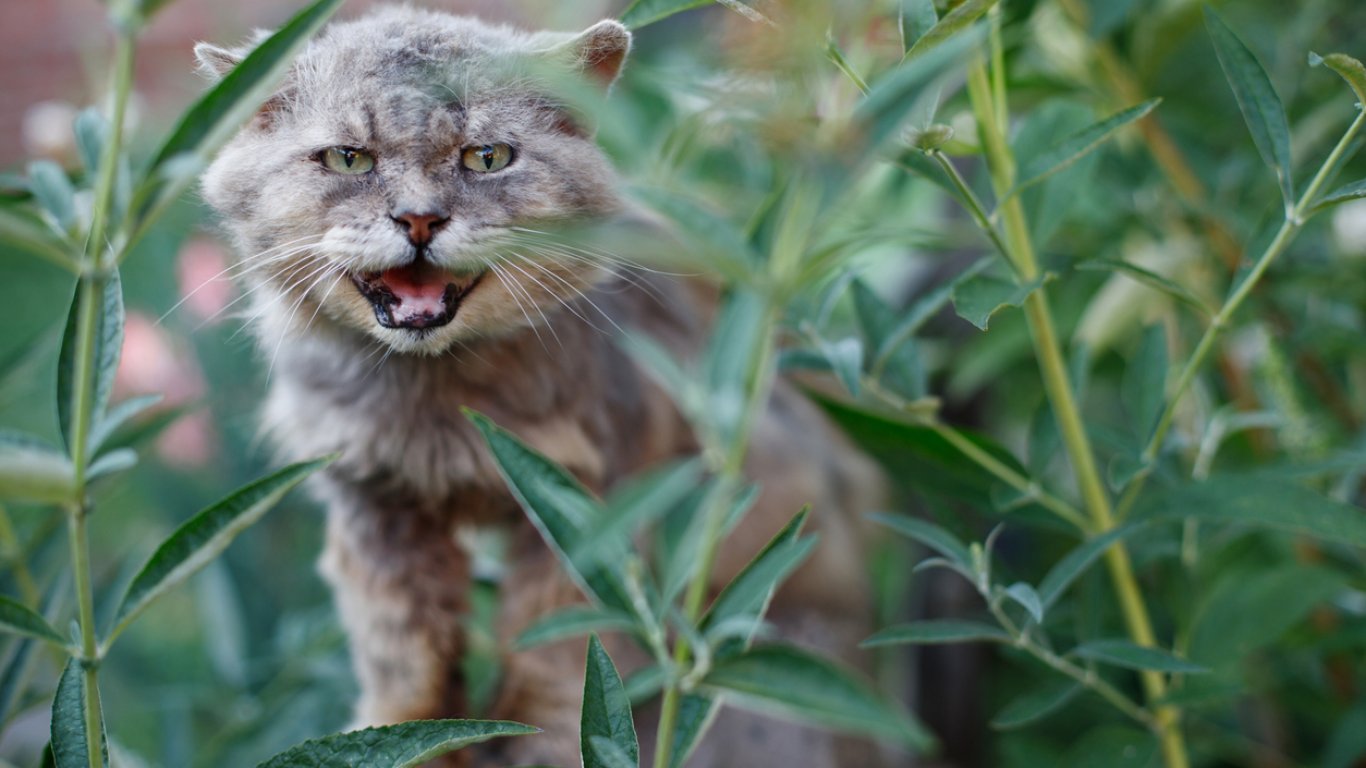 Община Шумен бе осъдена да плати над 3000 лева на жена, ухапана от бездомни котки