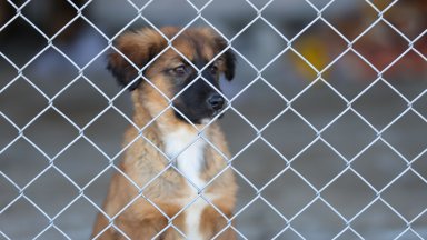 Още 37 осиновени кучета в столицата, 99 са кастрираните през април 