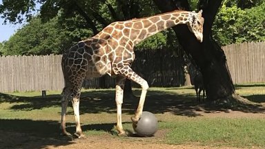 Заради счупен крак евтаназираха жирафа Чиоке в зоопарка на Южна Дакота