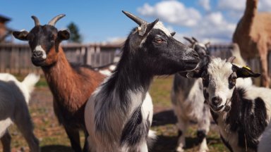 Осиновете ги и ще ни спасите: Италиански остров е завладян от кози