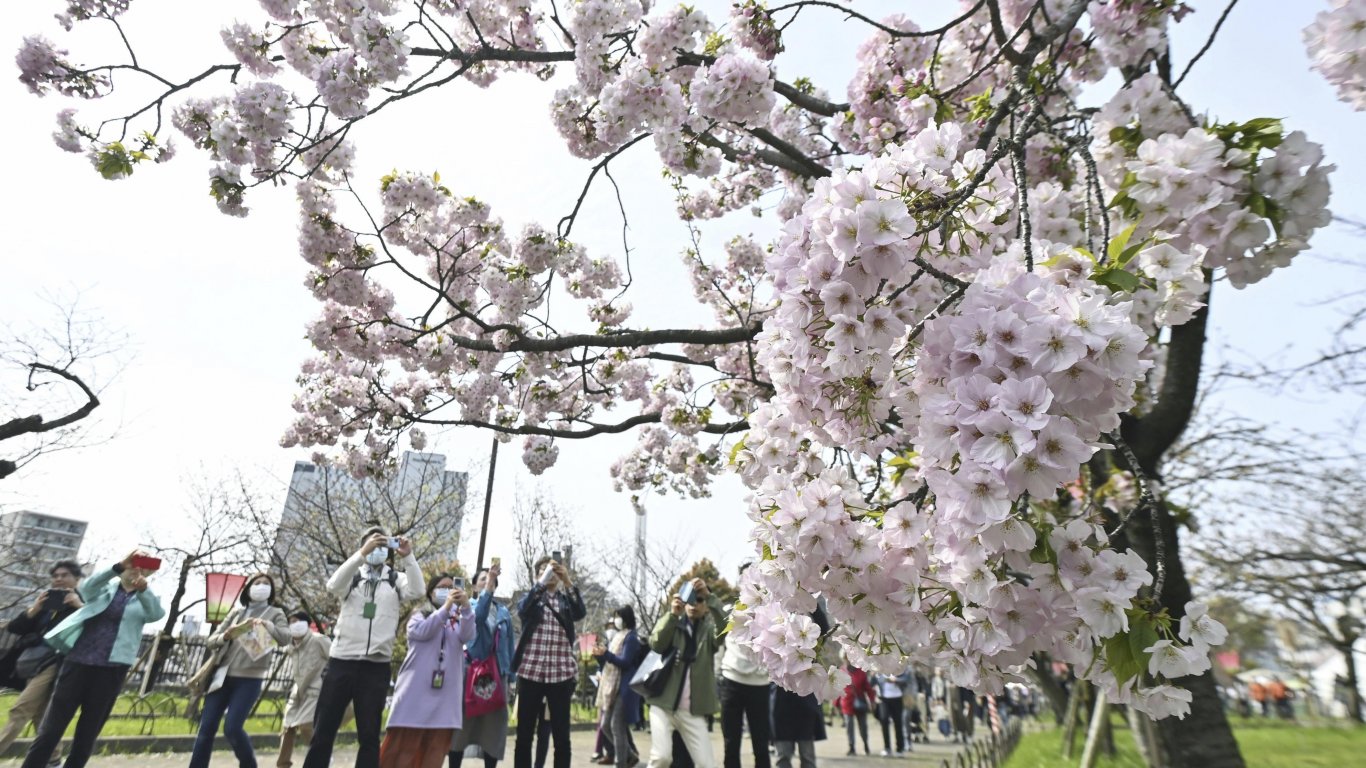 Токио е в плен на сезона на сакура