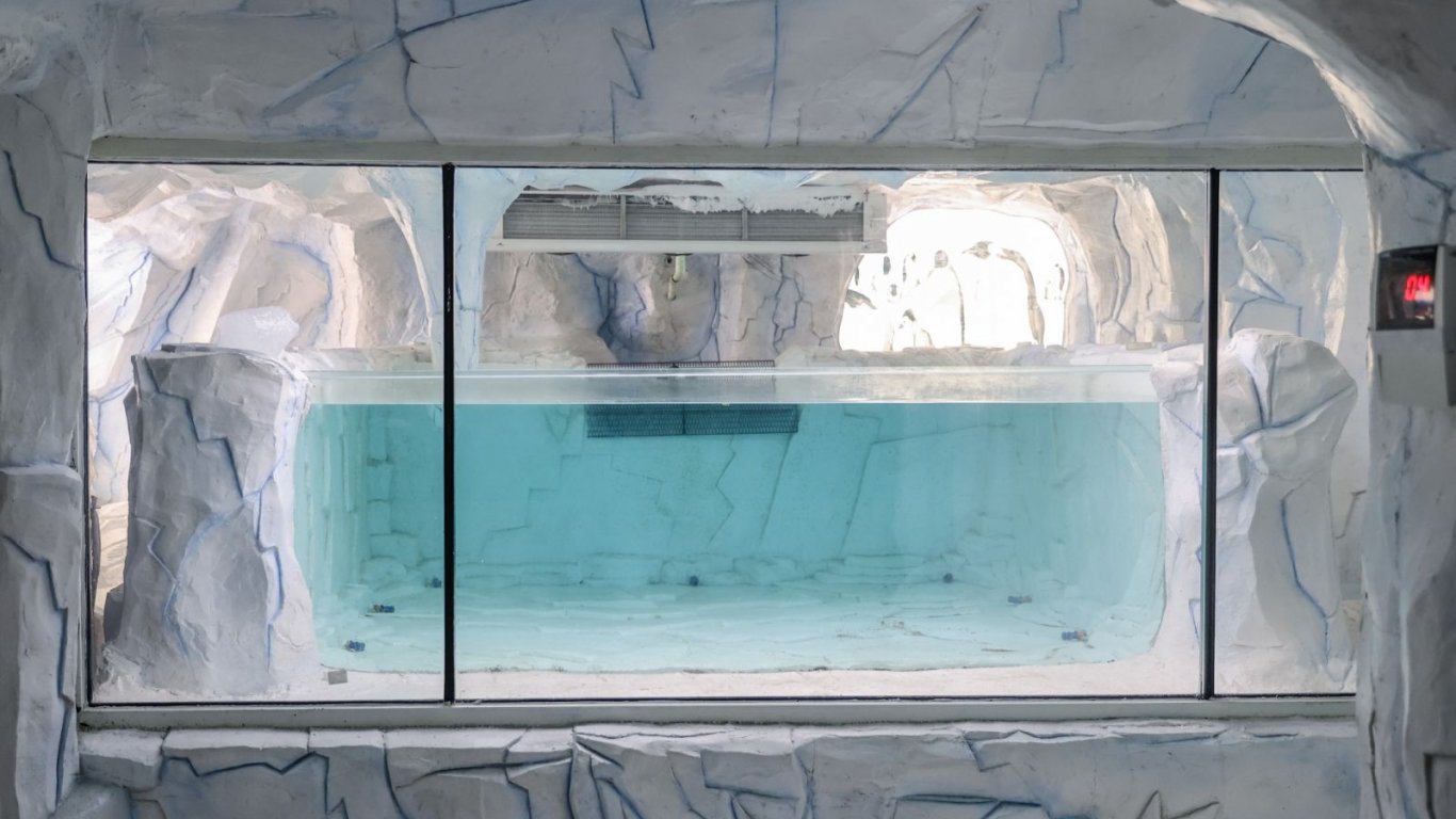 Риба от Антарктида вече обитава аквариума в Пловдив