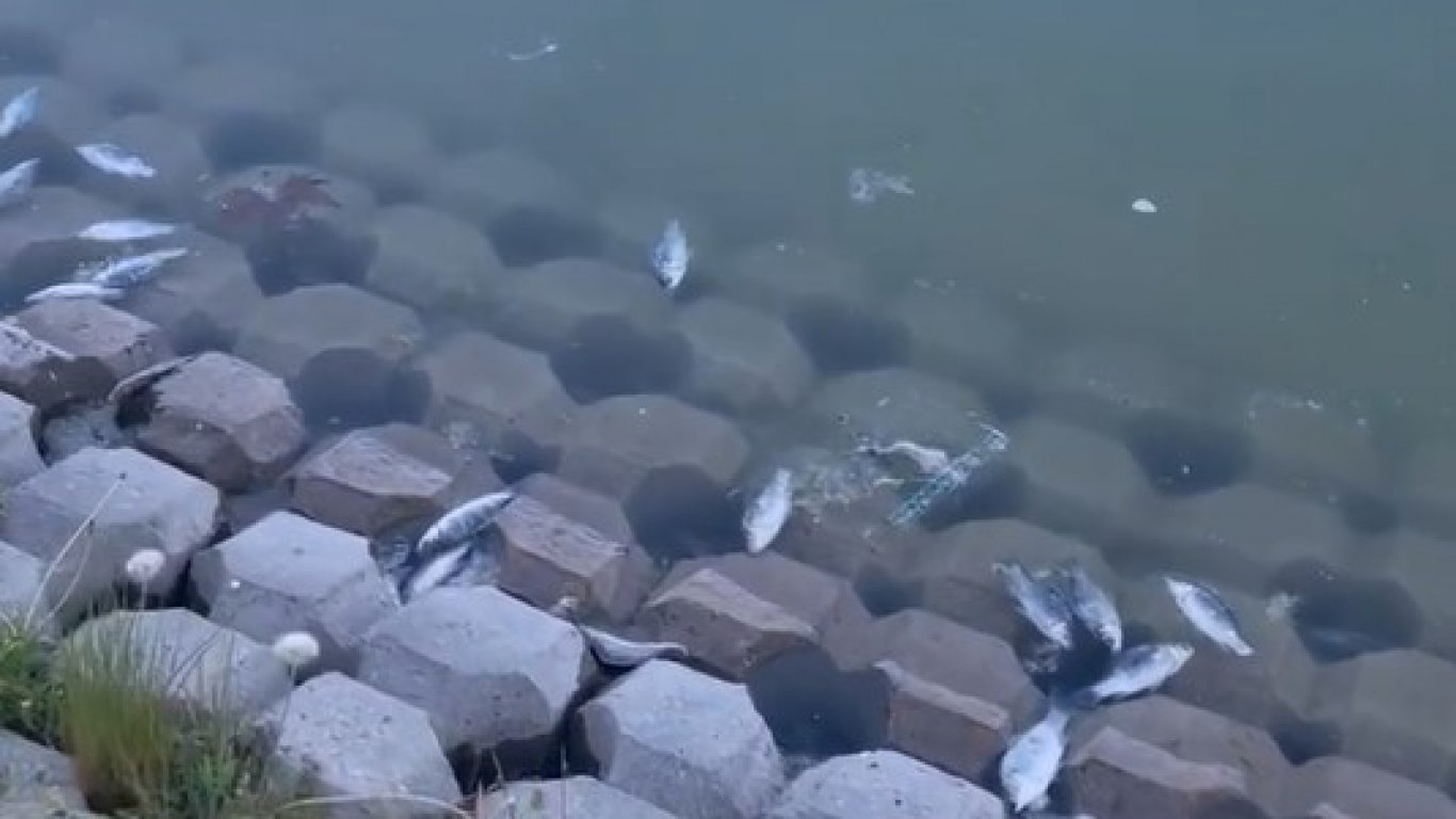 Стотици умрели рибки изплуваха от Гребния канал в Пловдив (видео)