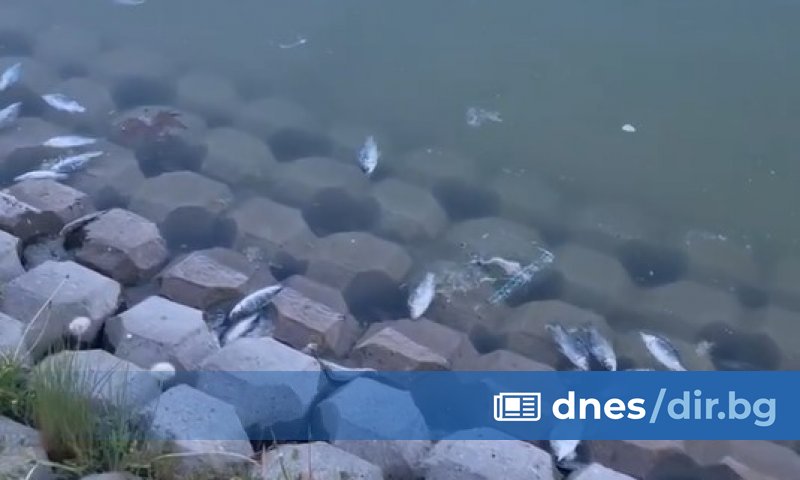 Експертът увери, че водата в Гребния канал не е замърсена.
Няма