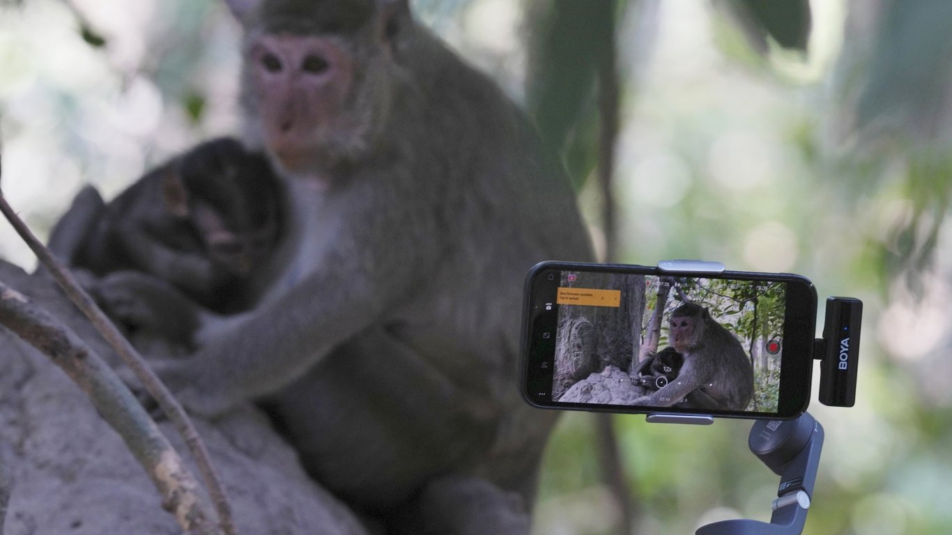 Ютюбъри малтретират маймуни  в храма  Ангкор Ват 
