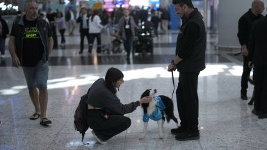 Кучета-терапевти успокояват тревожните пътници на летището в Истанбул
