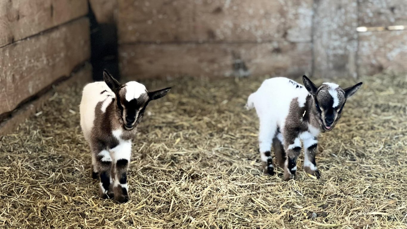 Близначета мини холандски козички се родиха в бургаския зоопарк (снимки)