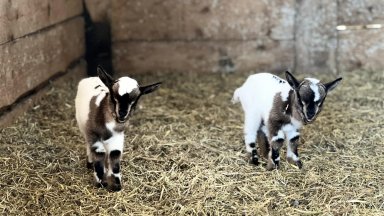 Близначета мини холандски козички се родиха в бургаския зоопарк (снимки)