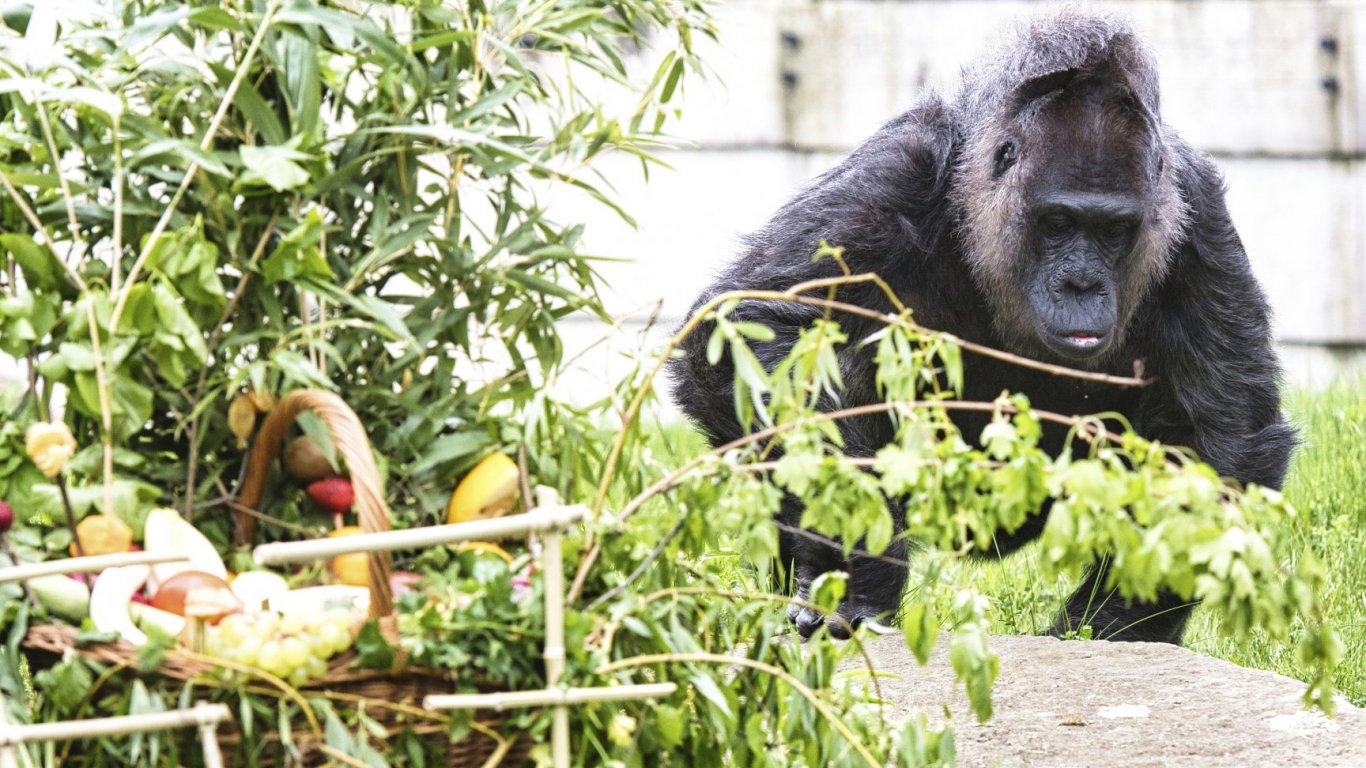 Най-старата горила в света отпразнува своя 67-и рожден ден в зоопарка в Берлин