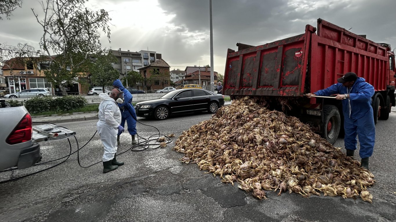 Камион засипа хасковски булевард с умрели пилета от ферма-огнище на птичи грип (видео)