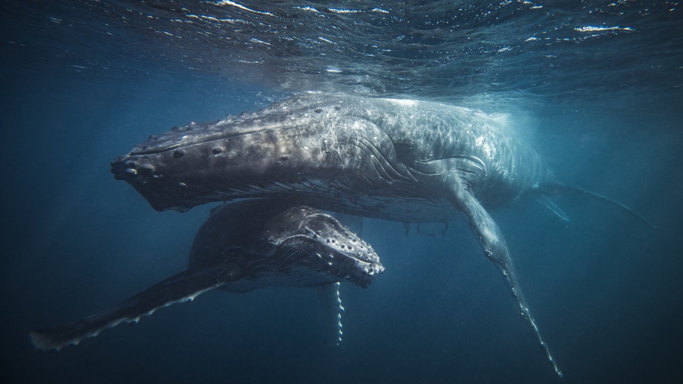 SETI: Комуникирахме успешно с кит, но не знаем какво си казахме