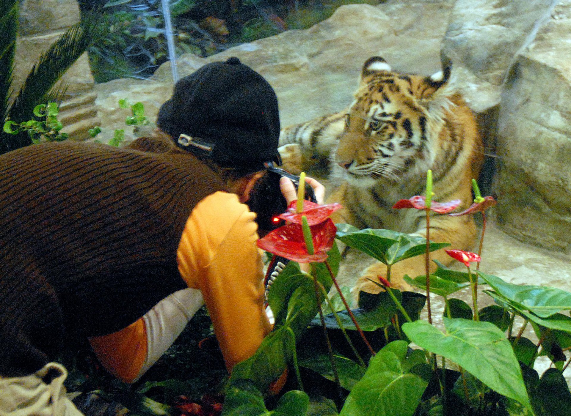 Столичани се дивят на тигър в мол. Снимка: Булфото