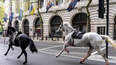 Подплашени гвардейски коне препускаха в центъра на Лондон и раниха четирима (видео)