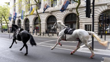 Подплашени гвардейски коне раниха четирима души в центъра на Лондон