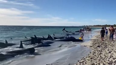 Китовете заседнаха на плаж в близост до туристическия град Дънсборо
