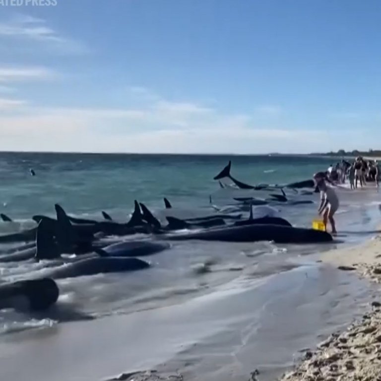 Десетки китове заседнаха на австралийски плаж (видео)