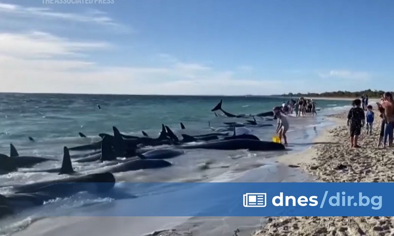 Снимка: Десетки китове заседнаха на австралийски плаж