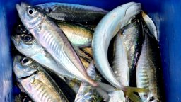 Морето "ври" от хамсия, цаца и сафрид, рибарите очакват силен сезон