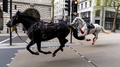 Изпуснати строителни материали довели до хаоса с гвардейски коне по улиците на Лондон 