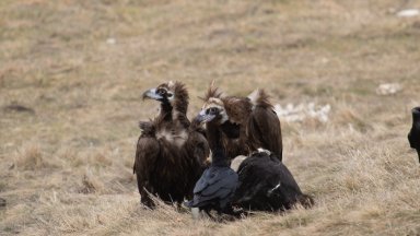 В публикацията се добавя че карталите Багатур и Каракачанка са