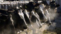 Има риск от зараза с птичи грип сред крави извън САЩ