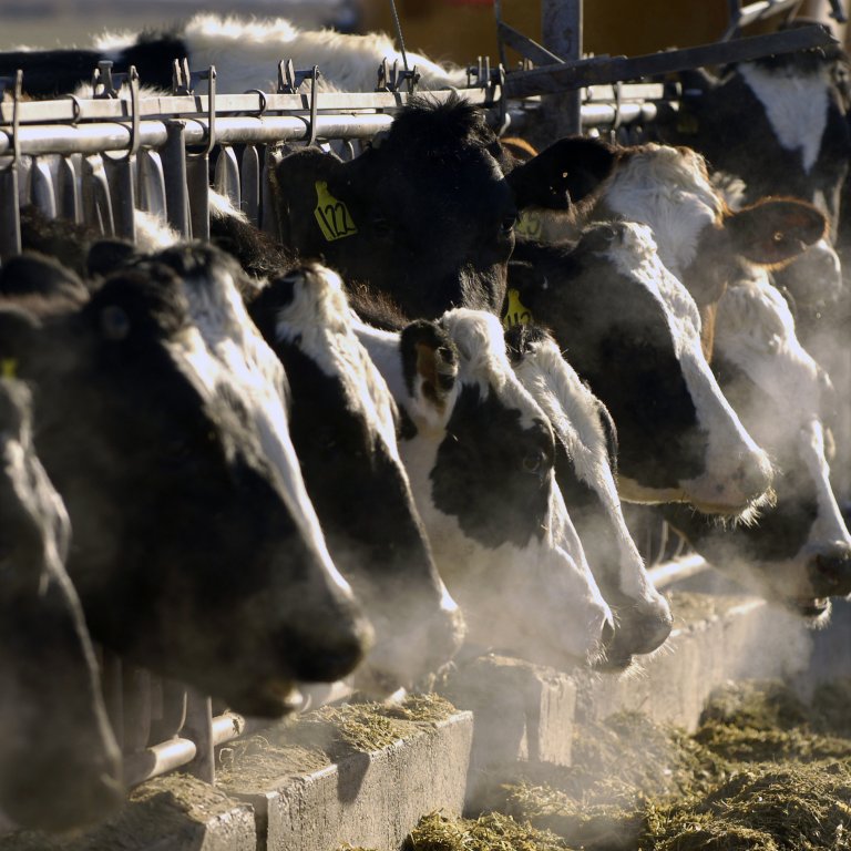 Кравите по целия свят са застрашени от зараза с птичи грип