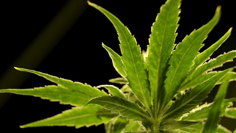 САЩ се готвят да обозначат марихуаната като нискорисков наркотик