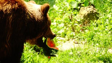 Зоопаркът стопанисва площ от 23 декара Разполага с експонати над