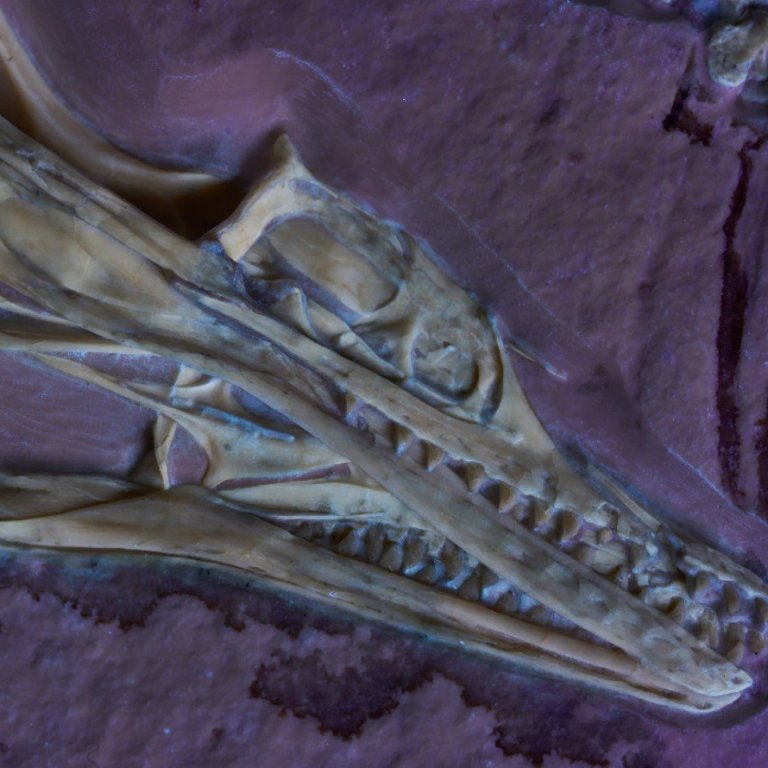 Музей в Чикаго ще изложи пред публика вкаменелост на археоптерикс